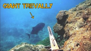 Видео с океана  / Летняя рыба