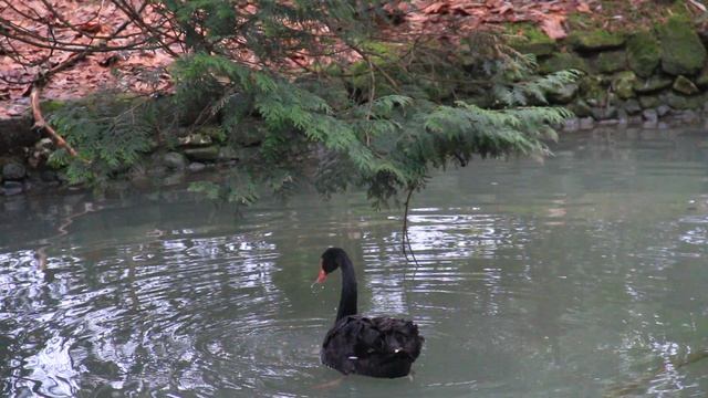 Развлечение Черного лебедя