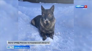 Кировские полицейские ищут новых хозяев служебной собаке