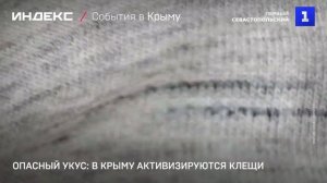 Опасный укус: в Крыму активизируются клещи