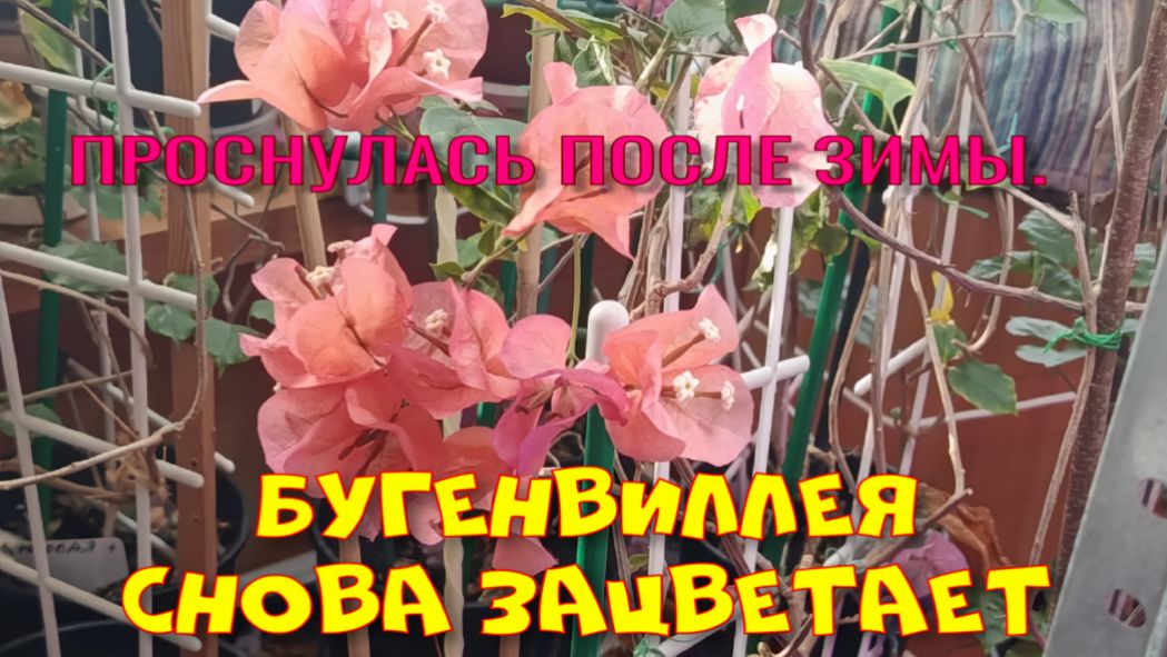 БУГЕНВИЛЛЕЯ СНОВА ЗАЦВЕТАЕТ.