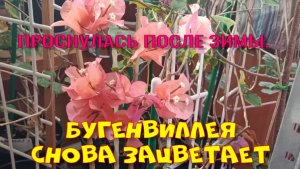 БУГЕНВИЛЛЕЯ СНОВА ЗАЦВЕТАЕТ.