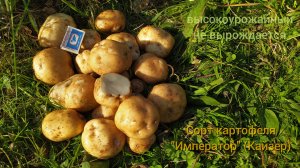 Старинный сорт картофеля из 19 века «Император» (в народе «Лыковский»)