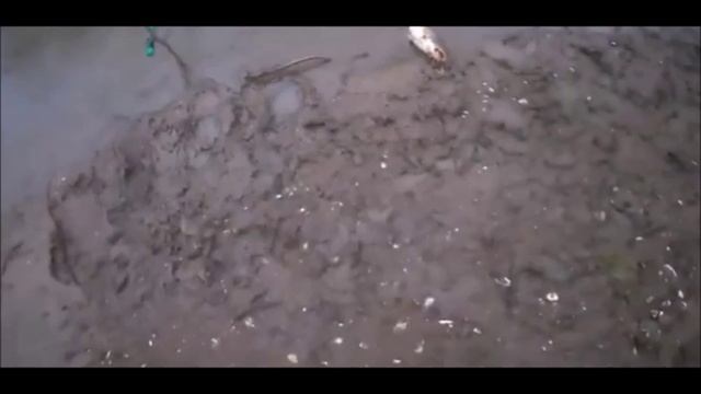 ✔Летняя🌄 рыбалка🎣 на реке🌊 Дёма. Сом🐬✔