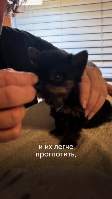 Желатиновые кубики для собак