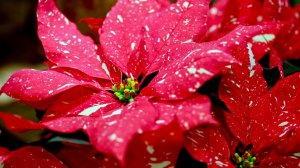 Коллекция садовых и полевых цветов