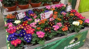 Прогулка по садовому центру