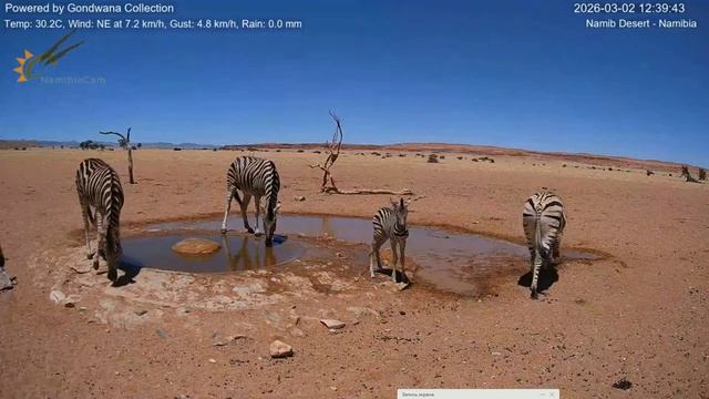 Маленький зебрёнок