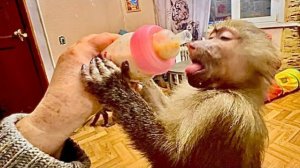 Отобрать еду у Жоры, достать Кешу, маму, папу и загнать под стол кота Басю может только Манечка)))