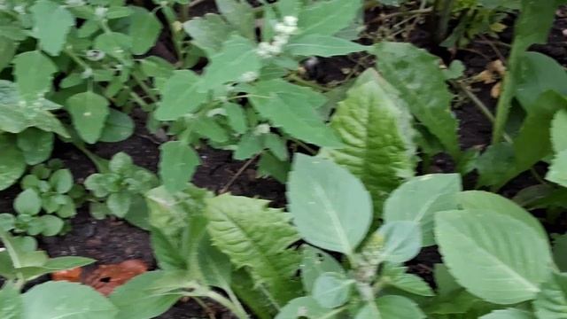 Священный базилик. Аптекарский огород.