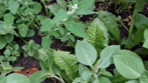 Священный базилик. Аптекарский огород.