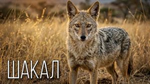 Шакал: Гений Обмана и Мастер Стратегии