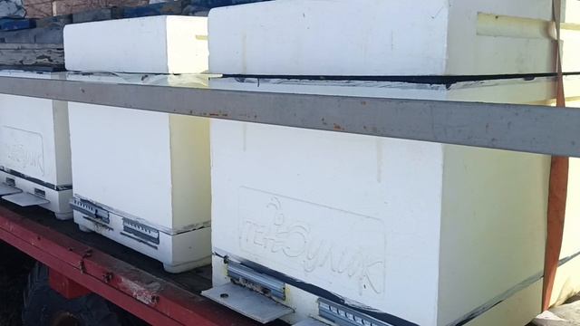 2 марта 2026 года. первый облёт пчёл