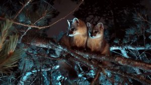 Ночные поезда в страну гор. Стимпанк