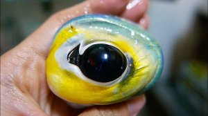 Японская уличная еда - каракатица Ink Pasta