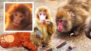 Это  ПАНЧ?? Это наша САКУРА! ПОХОЖИ, но эта семья макак ДОБРЕЕ!