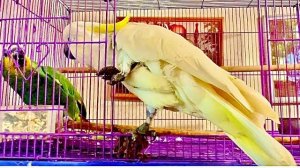 У Жоры РАСТУТ ХВОСТ и КРЫЛЬЯ, Кира нещадно  грабит Гошу,а Яша разговаривает и радуется приходу Влада