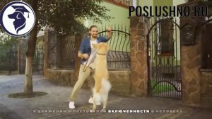 13 ХУДШИХ Пород Собак Для ПОЖИЛЫХ ЛЮДЕЙ