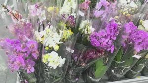 Орхидеи к празднику в Садовом центре.