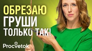 ГРУША БУДЕТ УСЫПАНА ПЛОДАМИ, если сформировать ее правильно! Обрезаем грушу по науке