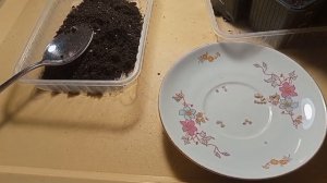 есть ли польза от круглосуточного освещения рассады⁉️часть 1