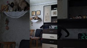 у нас дома две кошка но симка хулиганка 🤣 🐾😹🐾❤️😻🤣