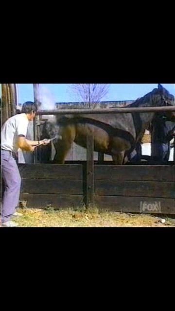 Клеймо на лошадь. Получил копытом по торсу. Жёсткий прикол