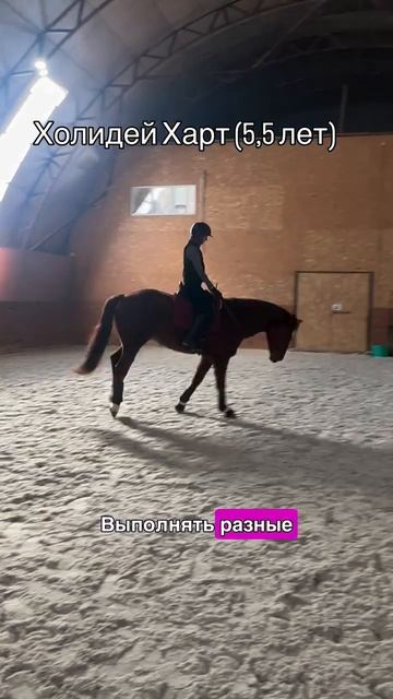 Зачем работать с лошадью на кордео?