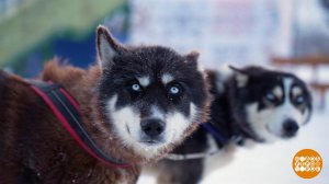 "Берегиня": 1425 километров на собачьих упряжках. Доброе утро. Фрагмент выпуска от 02.03.2026