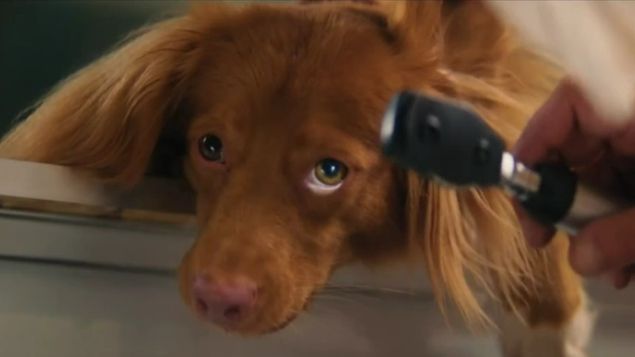 Доктор Гаф — Официальный трейлер (2026)