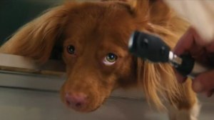 Доктор Гаф — Официальный трейлер (2026)