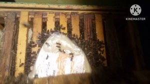 состояние пчёл на 02.03 26