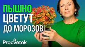 ЧТО ПОСАДИТЬ ВМЕСТО ХРИЗАНТЕМЫ? Самые красивые и неприхотливые осенние цветы