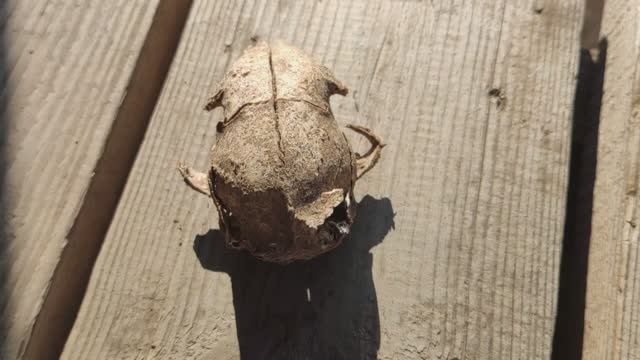 Загадка века! Что это было за существо.