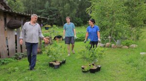 Деревенские будни в доме на краю леса. Всей семье сажаем чернику и готовим обед
