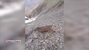 Охота на горных туров вызвала обеспокоенность пользователей соцсетей