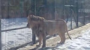 01032026г ШЕРхан в ожидании [get.gt]