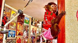 Попугай Кеша СДЕЛАЛ ДОМИК из моей куртки, шипит как змея и никого туда не пускает)))