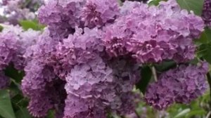 Тамара Гвердцители - Цветет сирень у дома нашего