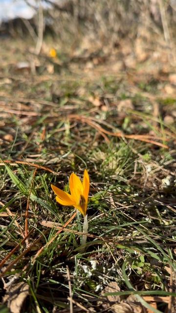 Шафран узколистный