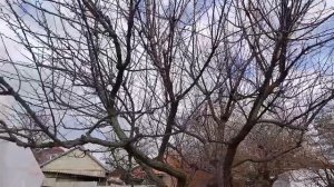 Первичная работа с деревом абрикоса