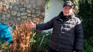 НЕ РЕЖЬ ГОРТЕНЗИЮ, пока не посмотришь это! Весенняя обрезка без ошибок