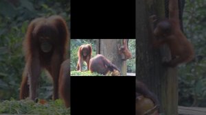 Животные Борнео - Орангутаны!