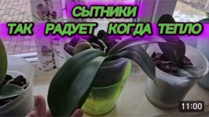 САМВЕЛ АДАМЯН, СЫТНИКИ, ТАК РАДУЕТ КОГДА ТЕПЛО..