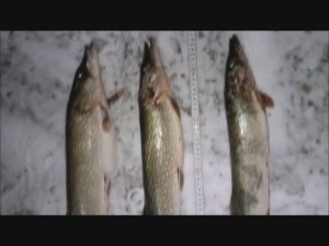 Рыбалка в Сибири: Жерлицы работают.