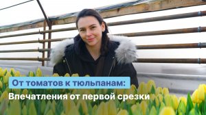 Бизнес на тюльпанах без опыта: ошибки, сложности и результат первого года