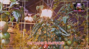 Этот ТОМАТ подходит для СВЕТОКУЛЬТУРЫ! Очень сладкий томат ПАПИНО УГОЩЕНИЕ F1