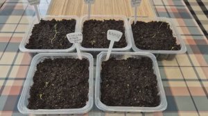 На восьмой день взошли баклажаны