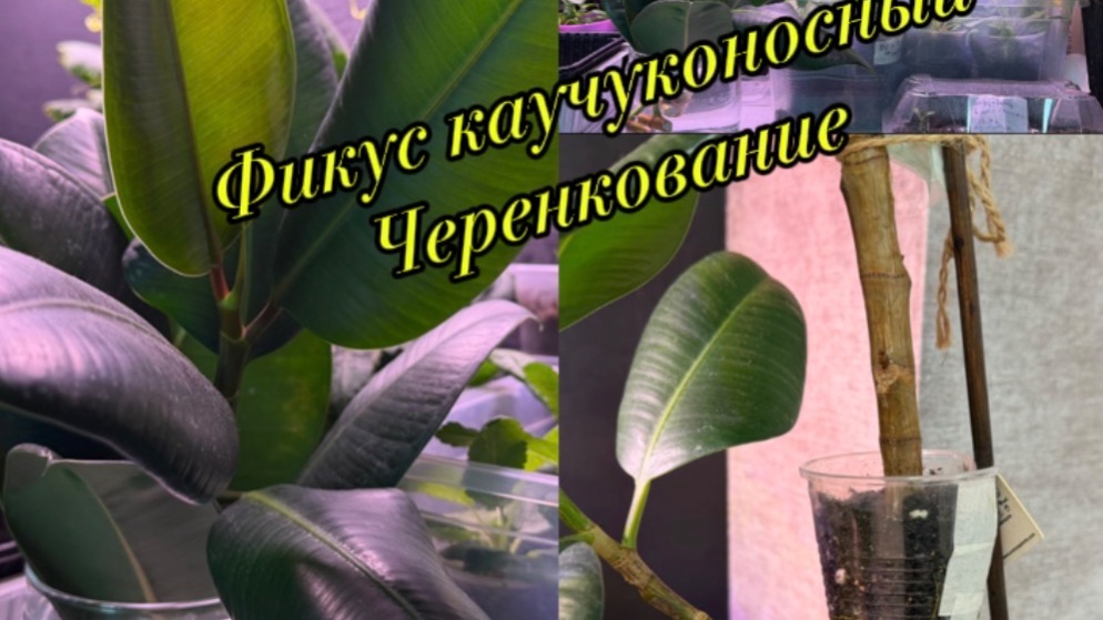 Размножение фикуса каучуконосного черенками. 2.03.26г
