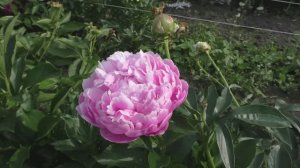 Пион Lavender Bouquet